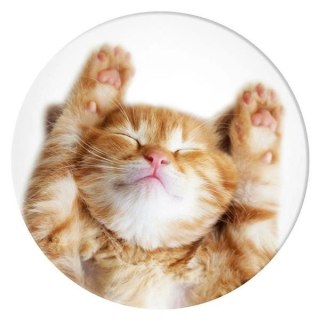 Uchwyt Popsockets 2 Snoozy Cat i podstawka do telefonu
